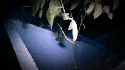 ghost horror seen in the house very scary not for children