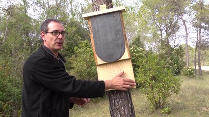 Construire un abri à Pipistrelles (chauves-souris)