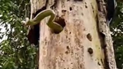 Eagle Vs King Cobra Animal Fight Compilation Must Watch