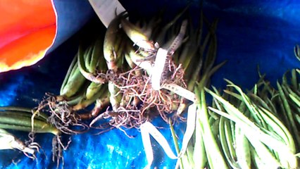 Zalo 0935117641 Quảng cáo bán nha đam giống Mỹ Thái Giá rẻ l V_20160921_101033