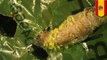 Plastic-eating caterpillars could chow on waste