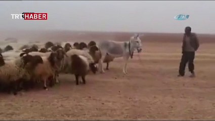 İşte dünyanın en itaatkar ordusu