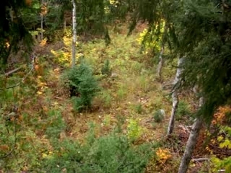 Swamp Spot Overview