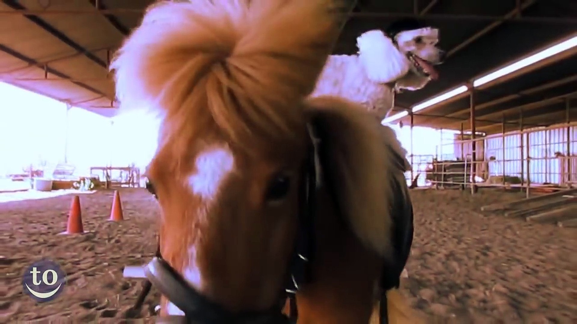 Animals Riding Other Animals