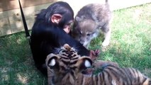 Baby Chimp, Tigers, and Wolf playing