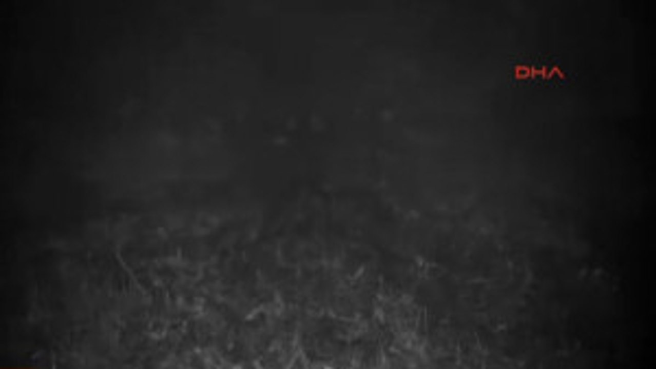 Ordu'da Fotokapan Vaşak Görüntüledi