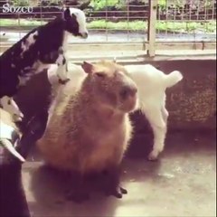 Hayvanların en yakın dostu