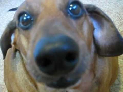 Dog Whines About Eating His Vegetables