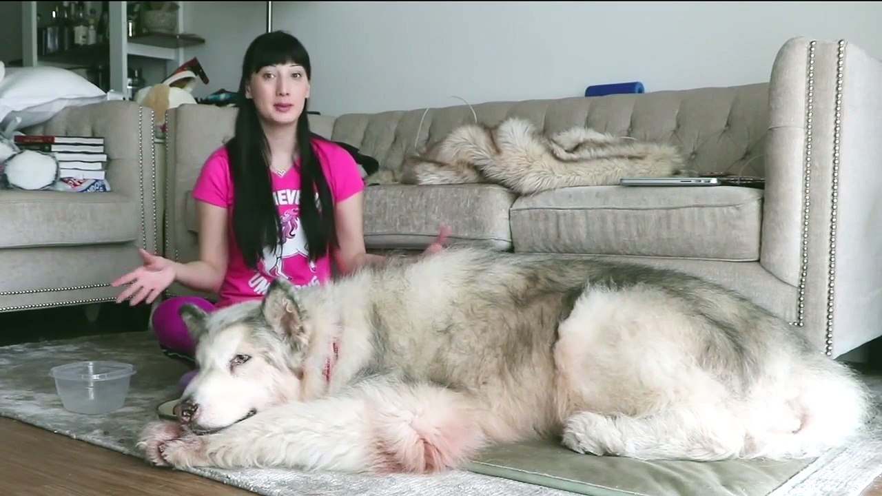 Voici Danny un chien géant canadien