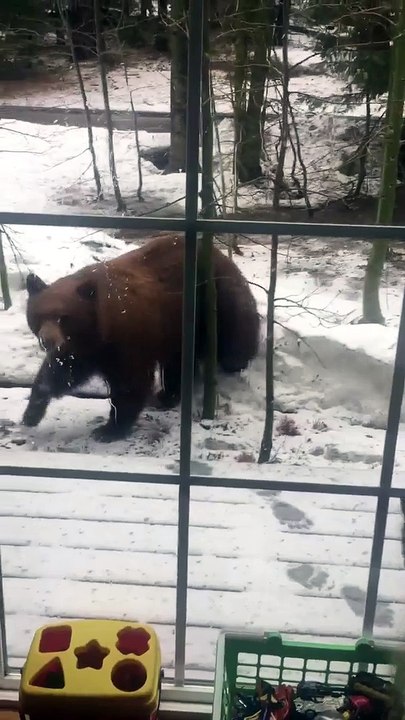 Des ours très curieux pointent leur nez à la fenêtre Adorable