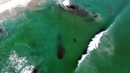Great whites shark feeding frenzy