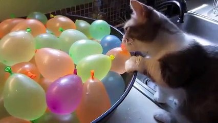 Cat playing with water baloons
