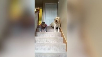 Une petite fille et son chien ont une drôle de façon de faire la course !