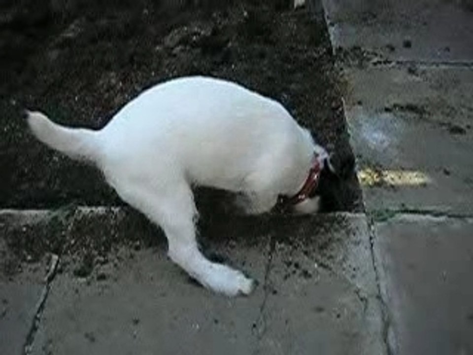 Buddy digging