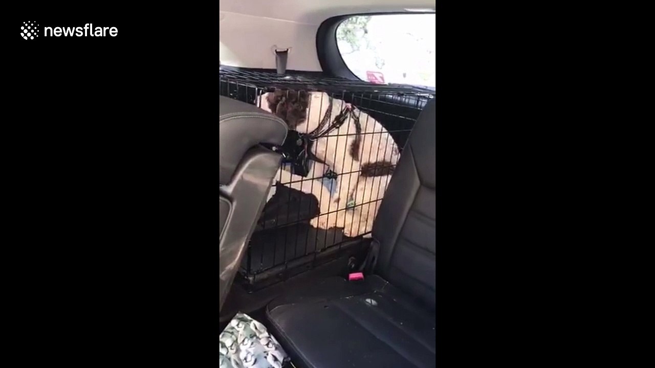 Man smashes car window to rescue dog from allegedly hot car