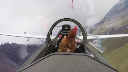 Cette poule vole dans un planeur.. Mais Pourquoi LOL !?!