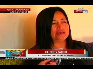 Mahigit isang ektaryang gulayan sa Atok, Benguet, nasira ng matinding lamig