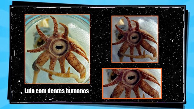 18 animais que você não vai acreditar que existem