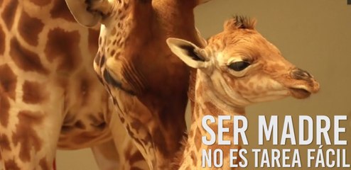 Ser mamá no es tarea fácil y estos animales lo demuestran