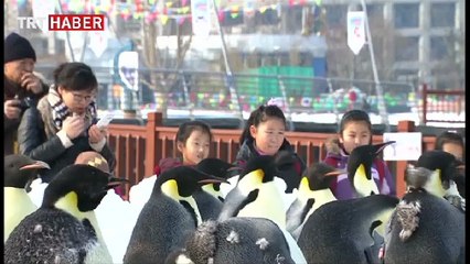 Çin'in yeni yıl kutlamalarını penguenler süsledi