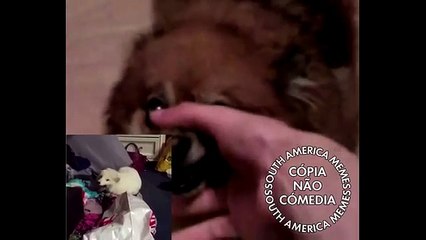 A Melhor Musica Feita Por Cachorros !