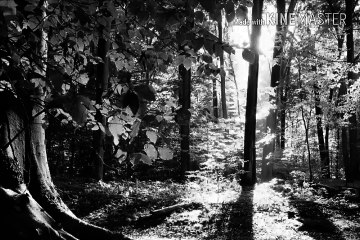 floresta dos espíritos