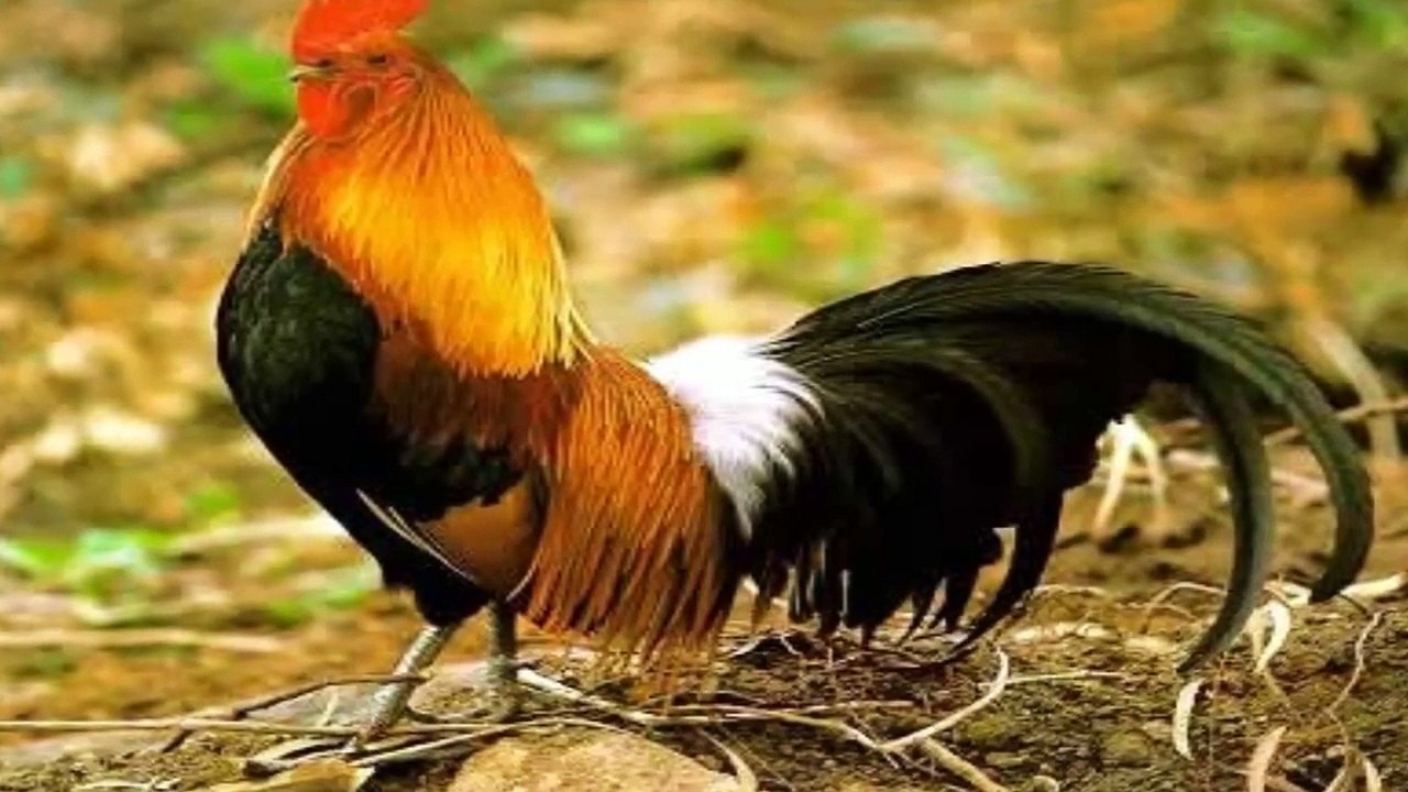 25 MAIORES CURIOSIDADES DO MUNDO   EPISODIO 15