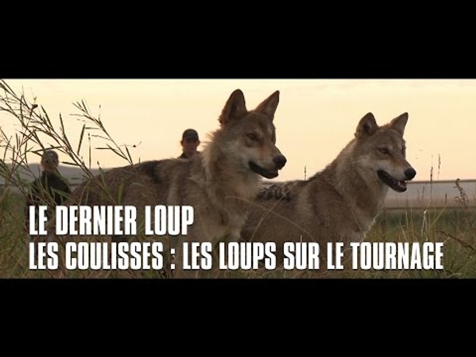 Le dernier loup - Les coulisses : les loups sur le tournage