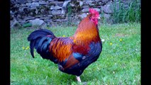 ROOSTER CHINESE SIGN - 2017 YEAR HOROSCOPE AND FORECASTS