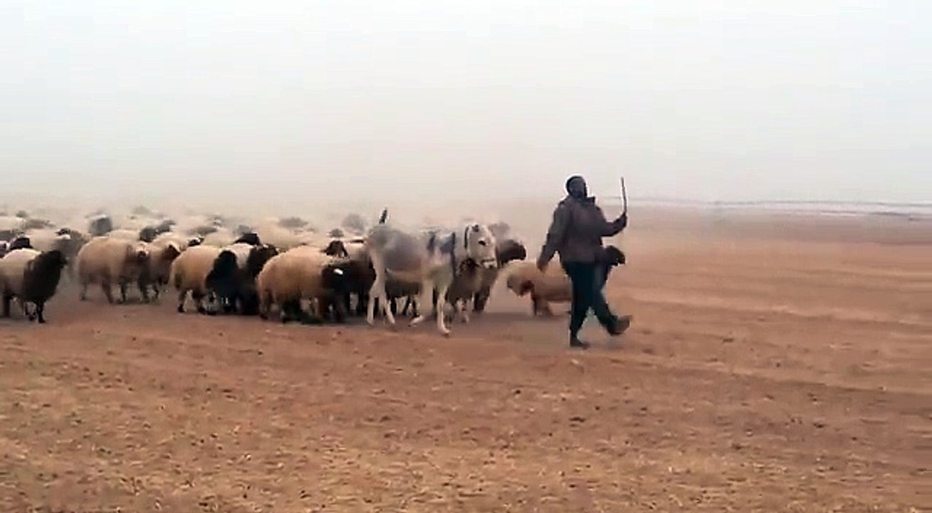March parch wth donkey WhatsApp video