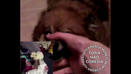 A Grande Família cantada em cachorrês (ORIGINAL)