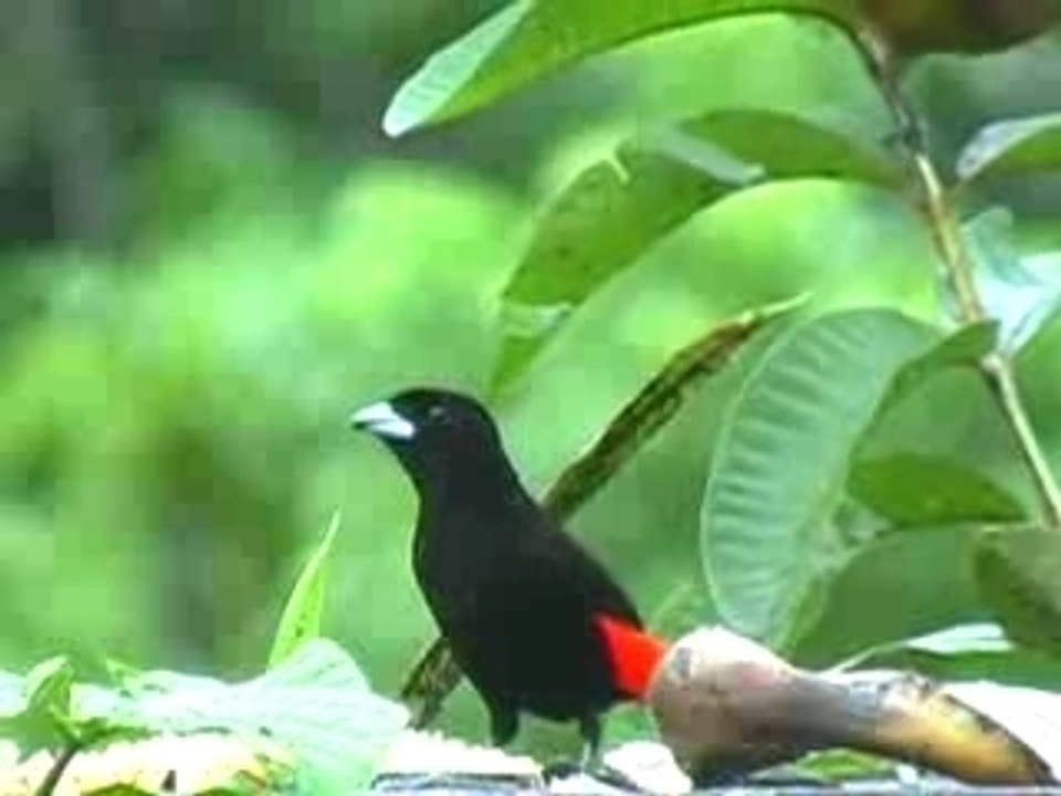 Costa Rica Rios