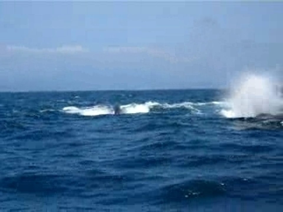 Les baleines en Equateur