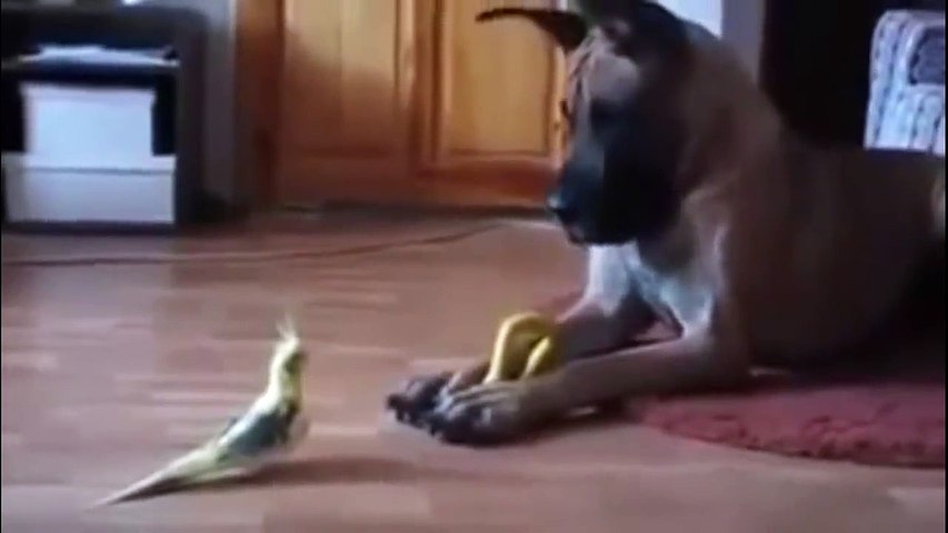 funny dog videos - girl and dog play hide and seek very funny video 2017