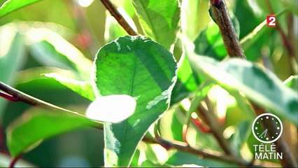 Jardin - Plantes panachées extérieures