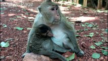 Jealous Monkey Need Mom Feed Milk For Him Even He Older Now