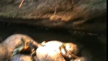 schildpadden Kempervennen2