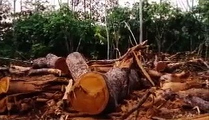 Deforestation Effects Worst