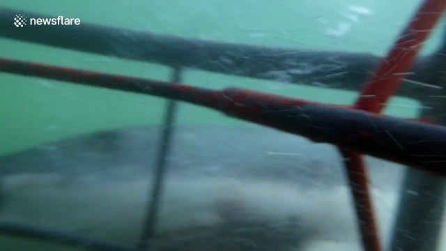 Great white shark tries to enter diving cage
