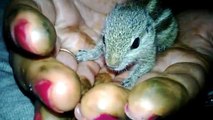 Freaky funtoosh Video: Mother's loving baby squirrel becomes princess
