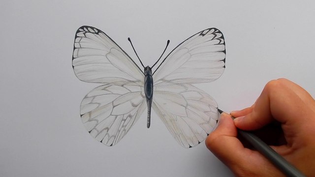 Drawing a light grey Butterfly with colored pencils | Emmy Kalia