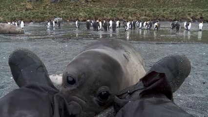 Un homme brutalement attaqué par un bébé phoque