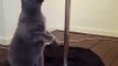 Ce chat a décidé de se mettre au pole dance... Enfin presque