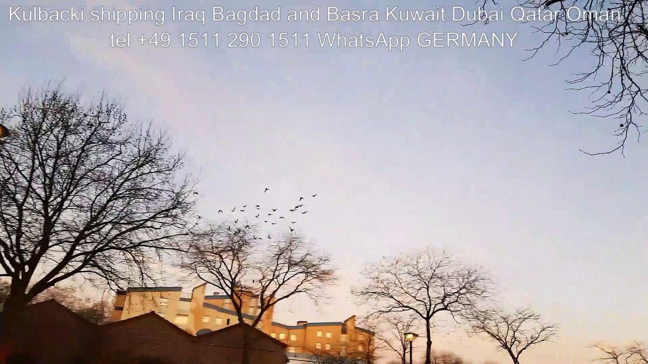 Kulbacki Pigeons Shipping Around the World Wysylam RASA  KULBACKI NA CAŁY ŚWIAT