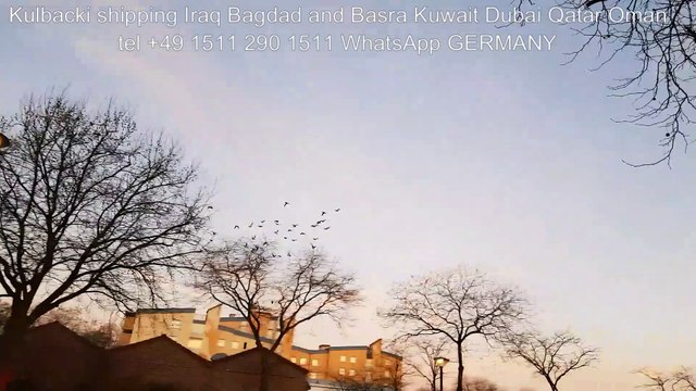 Kulbacki Pigeons Shipping Around the World Wysylam RASA KULBACKI NA CAŁY ŚWIAT