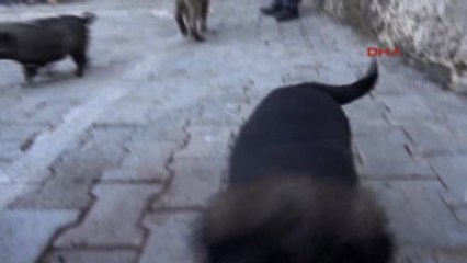 Şırnak Almanya ve Hollanda'dan Uludere'deki Sokak Hayvanları Için Yardım Gönderildi