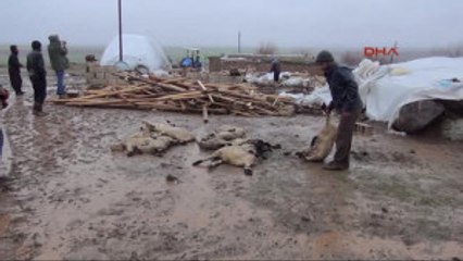 Şanlıurfa Siverek'te, Barınak Çöktü 40 Koyun Telef Oldu