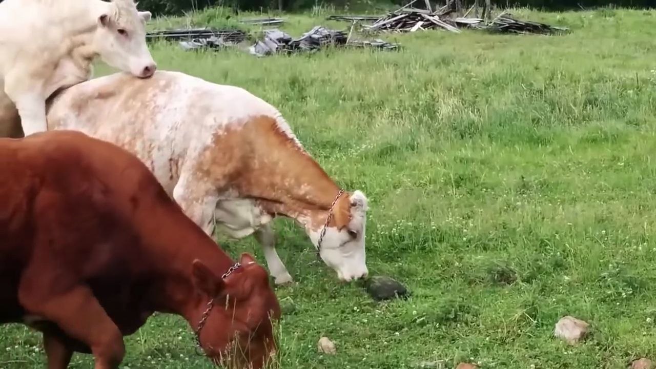Vaches vs Tortue