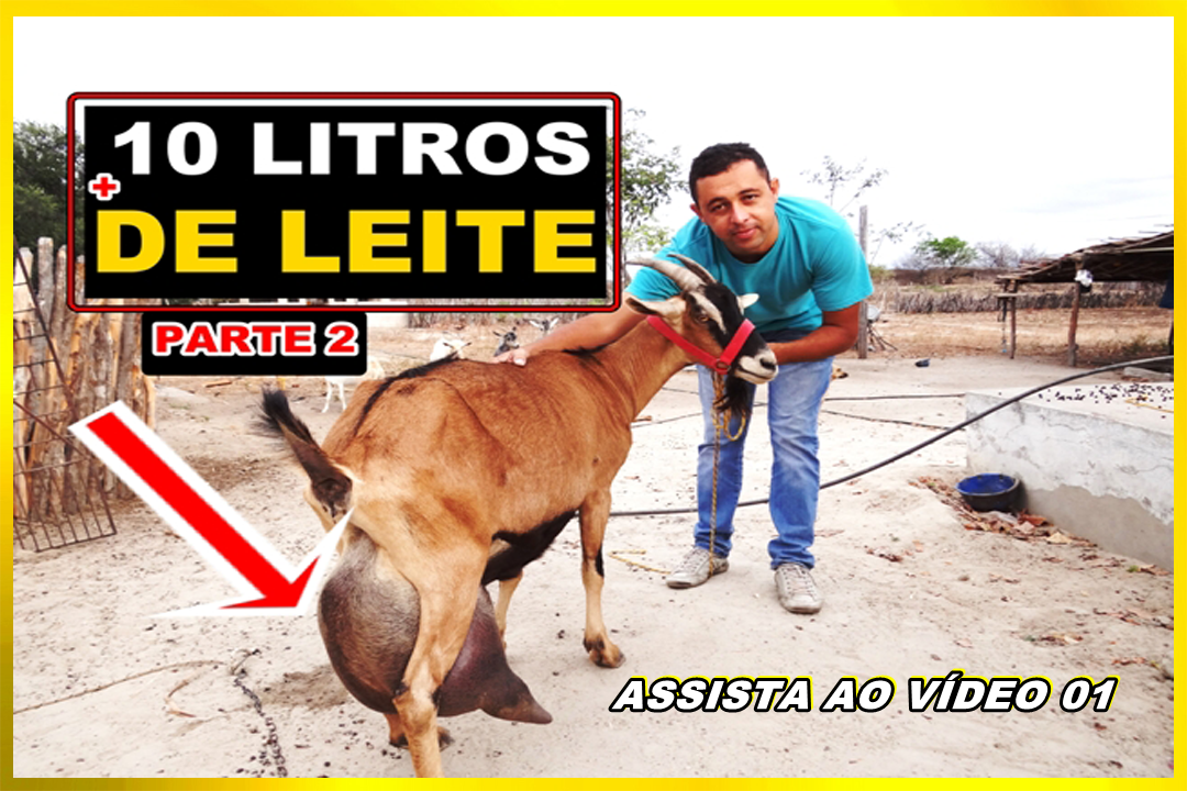 Animais
