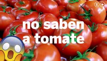 Los tomates actuales no saben a tomate